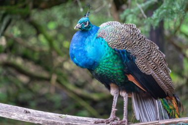 Parkta renkli tüyleri olan bir turuncu baykuş.