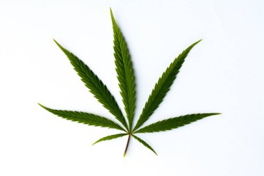 Kopya alanı olan beyaz bir arkaplanda izole edilmiş taze bir kenevir yaprağının üst görünümü