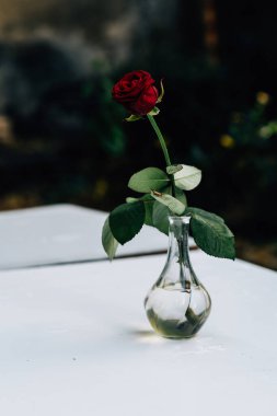 Beyaz yüzeydeki vazoda bir gülün dikey yakın çekimi..