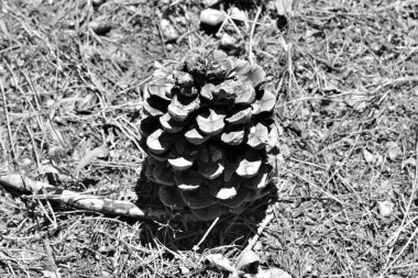 Düşen bir koninin gri tonlu görüntüsü
