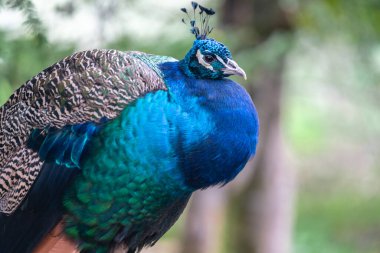 Parkta renkli tüyleri olan bir turuncu baykuş.