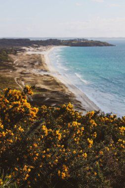 Dalgalı bir okyanus ve önplanda çiçekler olan güzel bir sahil manzarası.