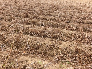 Tarladaki ölü toprak ve bitkilerin yakın çekimi.