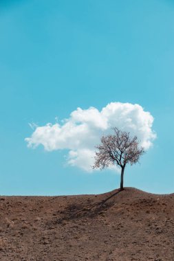 Bulutlu mavi gökyüzü arkaplanı olan bir ağaca yakın çekim