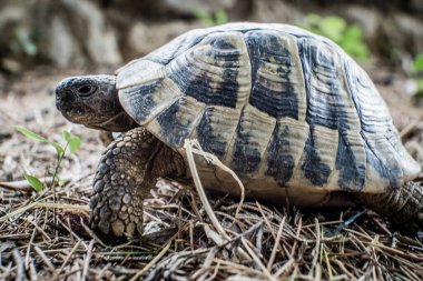 Bulanık arkaplanda bir kaplumbağanın yakın plan fotoğrafı.