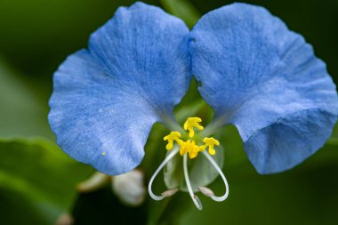 A closeup shot of a blue Asiatic dayflower clipart