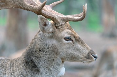 Büyük boynuzlu bir erkek Fallow Geyiği 'nin yakın plan fotoğrafı.