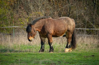 Güneşin altında, arka planı bulanık kahverengi bir Belçika atı.