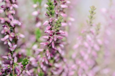 Baharda bir bahçede açan pembe funda çiçeklerinin yumuşak odağı.