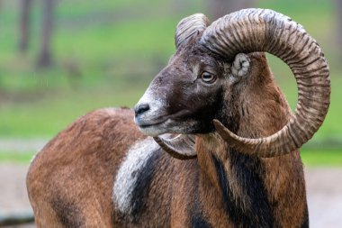 Avrupalı erkek bir mouflon, Ovis aries musimon 'a yakın çekim.