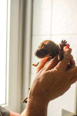 Sevimli bir köpeği kucağında tutan ve okşayan birinin dikey görüntüsü.