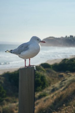 Denizin arka planında metalik bir borunun üzerinde duran bir albatronun dikey çekimi..