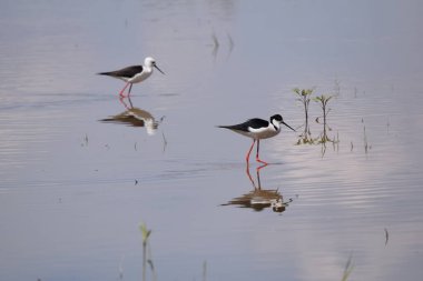 Göldeki siyah kanatlı ayaklıkların yakın çekimi.