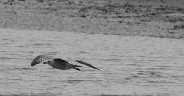 Suyun üzerinde siyah beyaz uçan bir martının yakın plan çekimi.