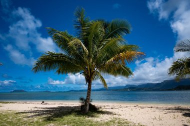 Mavi gökyüzü arka planına sahip bir hindistan cevizi ağacının yakın çekimi