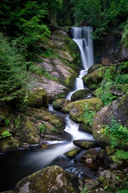 Ormandaki ağaçlarla çevrili güzel bir sonbahar manzarasının dikey görüntüsü.