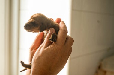 Sevimli bir köpeği kucağına alıp okşayan biri.