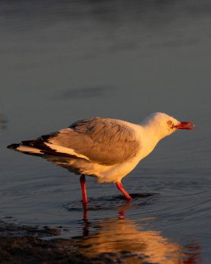 Bir zamanlar Yeni Zelanda 'da uskumru martı olarak bilinen kırmızı gagalı martı.
