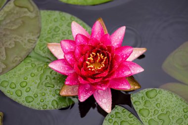 Çiy içindeki pembe bir nilüfer çiçeğinin yakın çekimi.