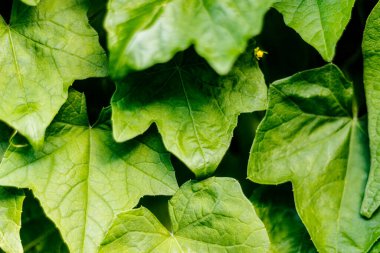 Bulanık bir arkaplanda salatalık bitkisinin yeşil yapraklarının yakın plan çekimi.