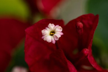 Kırmızı yapraklardan çıkan küçük pembe bir çiçeğin yakın plan çekimi.