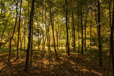 Altın saatinde ormanı olan manzaralı bir manzara.