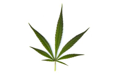Beyaz arka planda izole edilmiş bir kenevir yaprağı