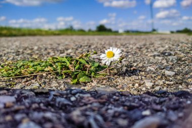 Ufukta mavi güneşli gökyüzü olan otlaktaki güzel bir papatya manzarası