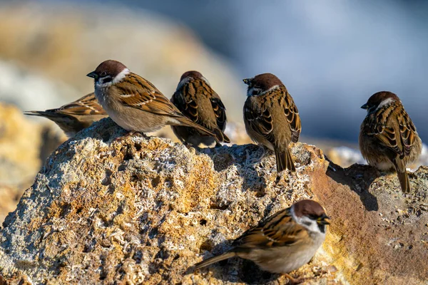 Una Bandada Gorriones Marrones Sobre Una Superficie Rocosa —  Fotos de Stock