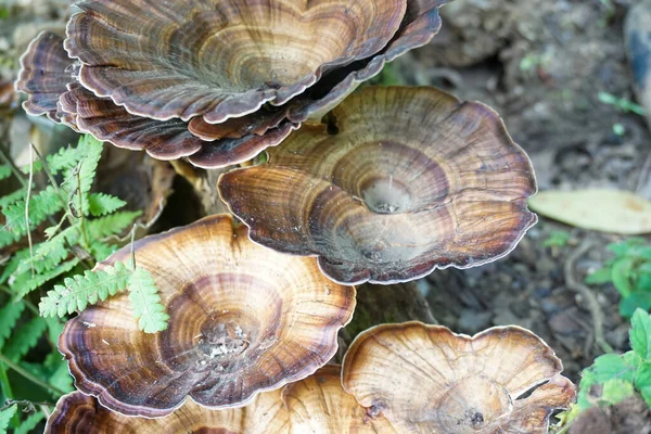 Närbild Ganoderma Lucidum Med Intressanta Mönster Växer Det Vilda — Stockfoto