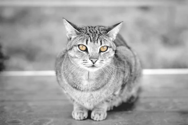 Eine Nahaufnahme Graustufenaufnahme Einer Niedlichen Flauschigen Katze Mit Ausdrucksstarken Augen — Stockfoto