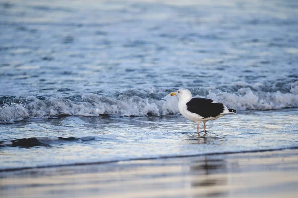 Прекрасный Кадр Чайки Стоящей Пляже — стоковое фото