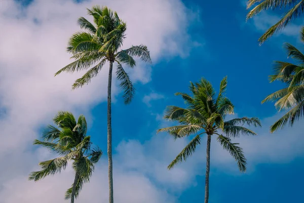 Eine Nahaufnahme Der Palmen Die Wind Schwanken — Stockfoto
