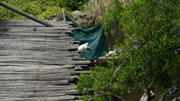 在木制原木上的一个Egret特写镜头 — 图库照片