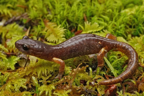 大人上の閉鎖Ensatina Eschschscaltzii Salamander座っている緑の苔 — ストック写真