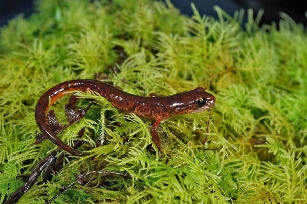 Closeup Male Orange Brown Californian Ensatina Eschscholtzii Picta Salamander Sitting — Stock Photo, Image