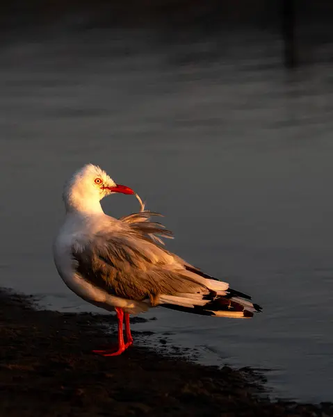 Rödnäbbad Mås Gång Känd Som Makrillmåsen Nya Zeeland — Stockfoto