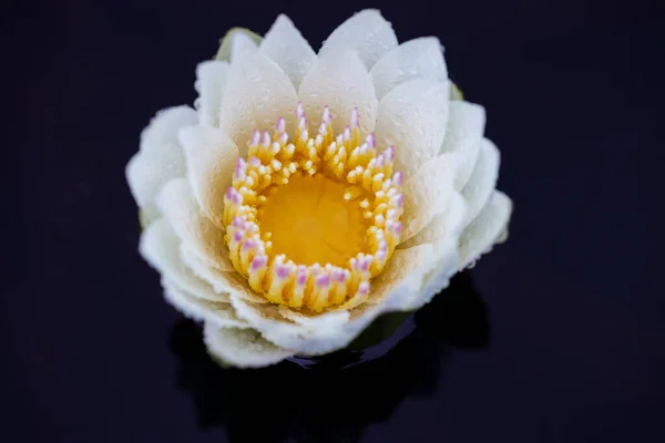 Zbliżenie Strzał Wodny Lilia Kwiat — Zdjęcie stockowe