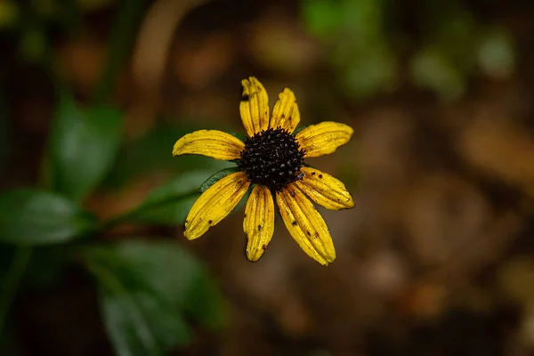 Крупним Планом Яскраво Жовта Квітка Саду — стокове фото
