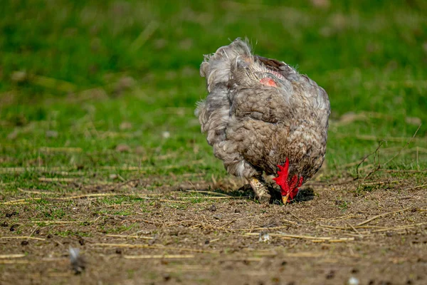 Domestic Hen Searching Food Farm Blurred Background — Stock Photo, Image