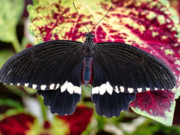Plan Macro Beau Papillon Sur Une Feuille Violette Dans Jardin — Photo