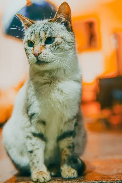 部屋に座っている猫のクローズアップ — ストック写真
