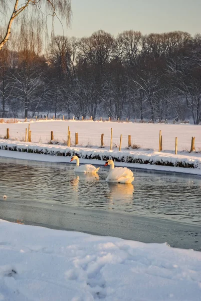 Вертикальний Постріл Двох Білих Лебедів Плавають Річці Проти Берега Вкритого — стокове фото
