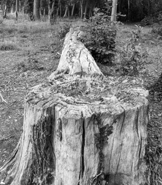 Plan Vertical Arbre Brisé Dans Forêt Noir Blanc — Photo