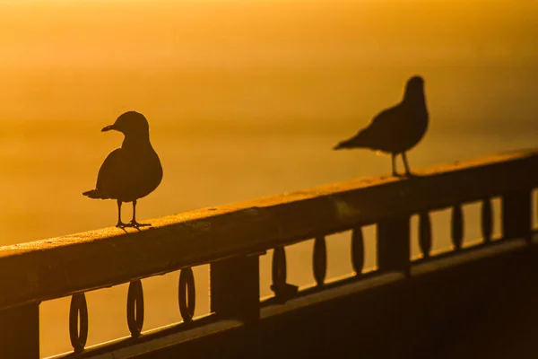 Une Vue Deux Silhouettes Mouettes Debout Sur Une Main Courante — Photo