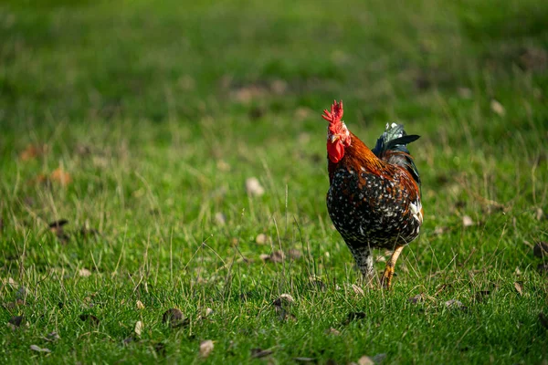 一天中在田野里拍的一张漂亮的公鸡的照片 — 图库照片