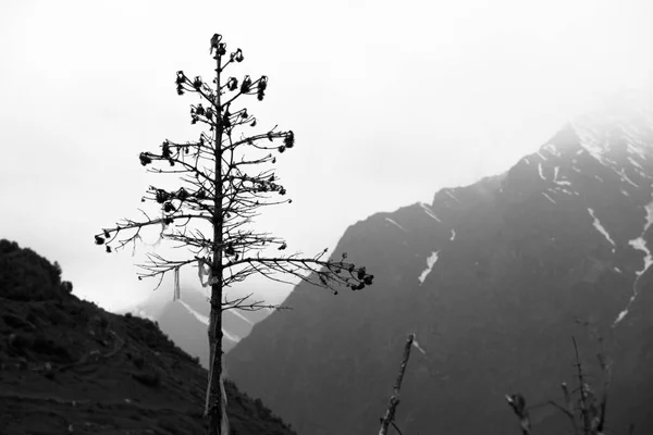 Uma Foto Árvore Seca Contra Montanha Nebulosa — Fotografia de Stock