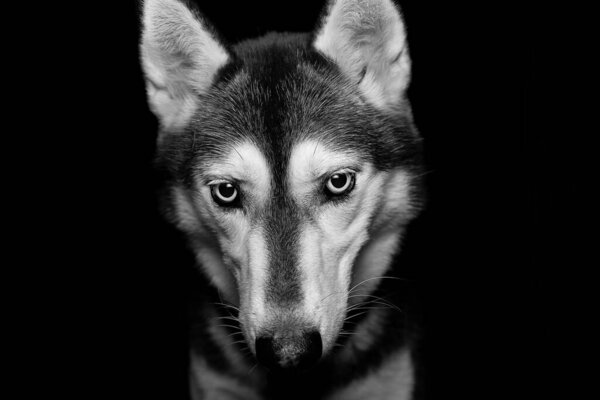 A grayscale closeup shot of a beautiful husky dog isolated on a black background
