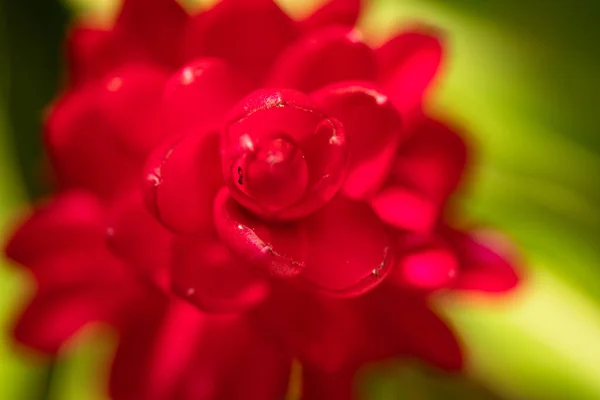 Tiro Seletivo Foco Flor Gengibre Jardim — Fotografia de Stock