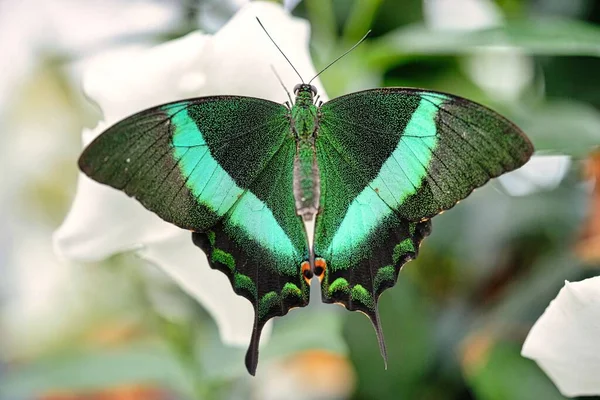 Closeup Emerald Swallowtail Blurred Background — Stock Photo, Image